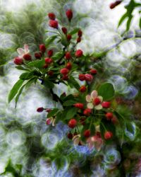 Close-up of red flowering plant