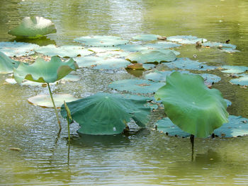 Water lily in lake