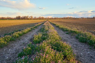 Road passing through field