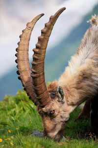 Close-up of ibex grazing on field