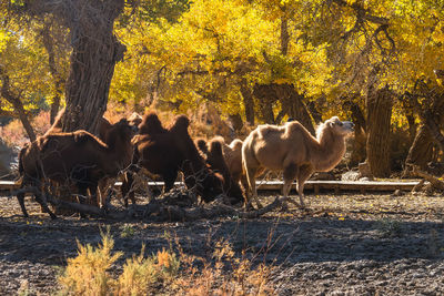 Horses on field during autumn