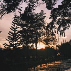 Silhouette trees in forest against sky at sunset