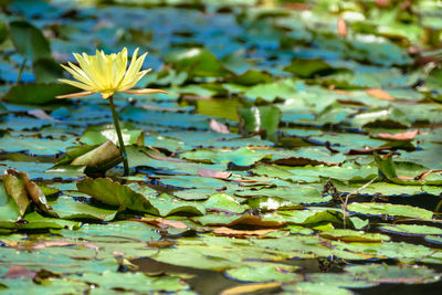 Close-up of plants in water