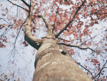 Low angle view of cherry blossoms
