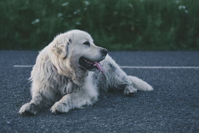 Close-up of dog