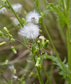 Close-up of white flowering plant