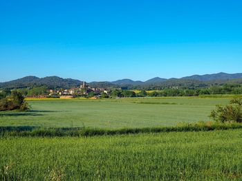 Scenic view of field against clear blue sky