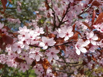 Close-up of cherry blossoms in spring