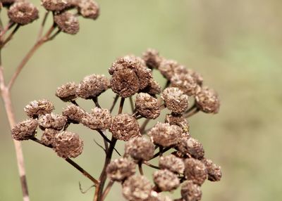 Close-up of flowers on branch