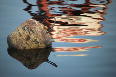 High angle view of shell on the table