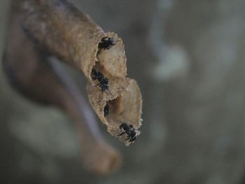 Close-up of insect on dry leaf during winter