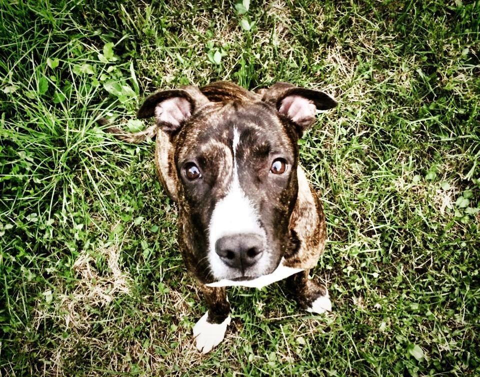 HIGH ANGLE VIEW OF DOG ON GRASSY FIELD