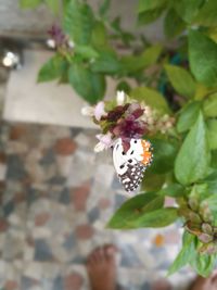 Close-up of butterfly on flower