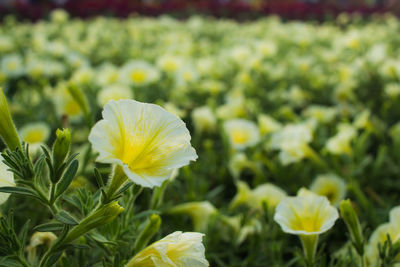 Close-up of yellow flowering plant on field