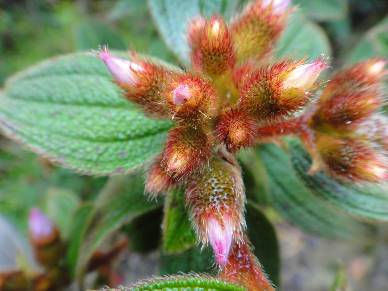 CLOSE-UP OF FLOWER