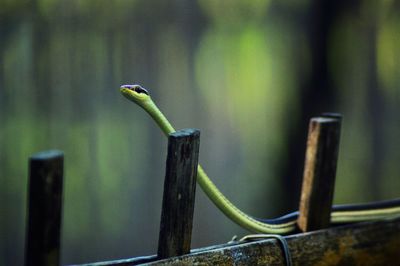 Close-up of bird perching on wooden post