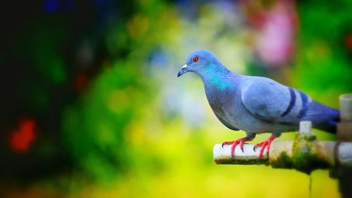 Close-up of bird perching outdoors