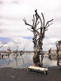 Bare tree by sea against sky