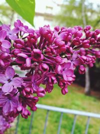 Close-up of purple flowers