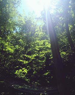 Low angle view of trees in forest