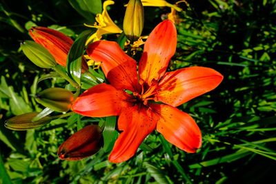 Close-up of day lily blooming outdoors