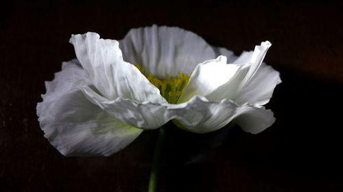 Close-up of white flower over black background