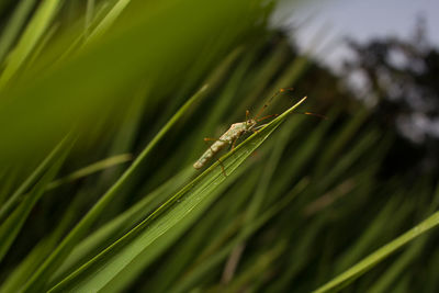 Close-up of insect on leaf