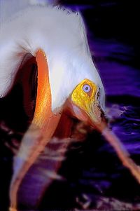 Close-up of duck swimming in water