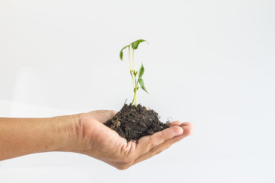 Close-up of hand holding small plant over white background