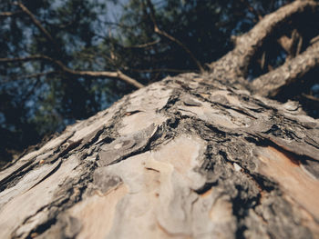 Close-up of tree trunk