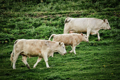 Cows grazing on hill