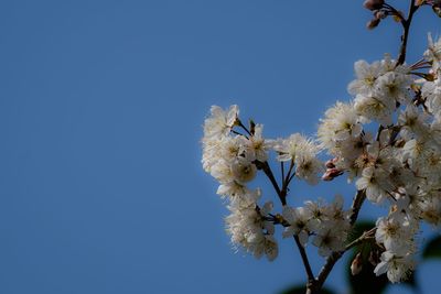 Low angle view of cherry blossoms against clear sky