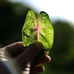 Close-up of hand holding leaf