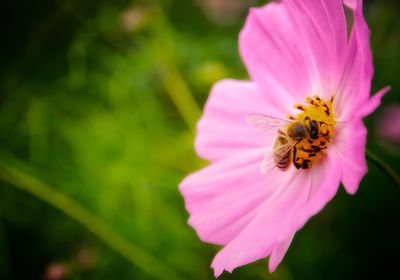 A bee and a flower