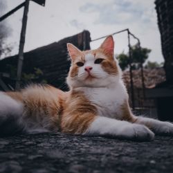 Close-up of cat looking away