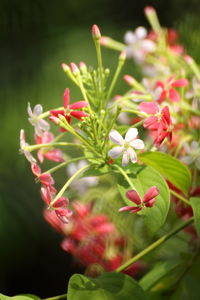 Close-up of flowers blooming outdoors