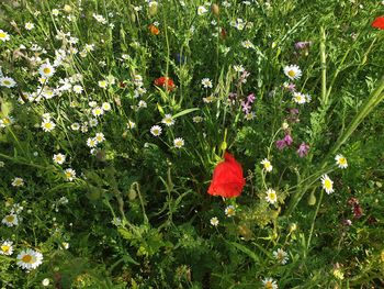 Red flowering plants on field