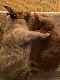 High angle view of cat sleeping