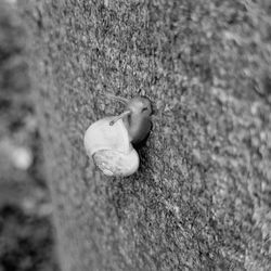 High angle view of mushrooms