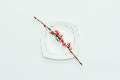 High angle view of flowering plant against white background