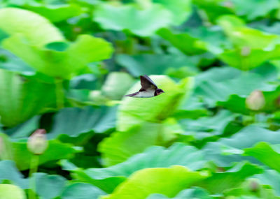 Bird flying in a green leaf