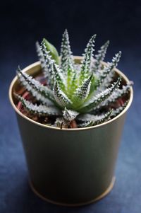 Close-up of succulent plant in pot