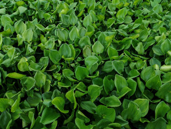 Full frame shot of leaves on field