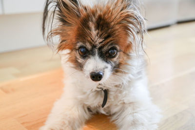 Portrait of dog on floor at home