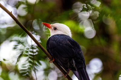 Close-up of bird perching on branch