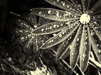 Close-up of water drops on flower