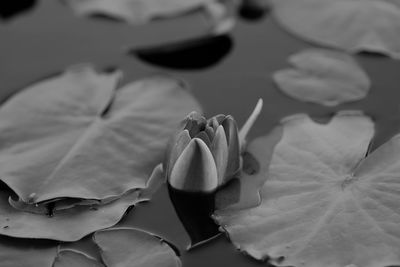 Close-up of plant against blurred background