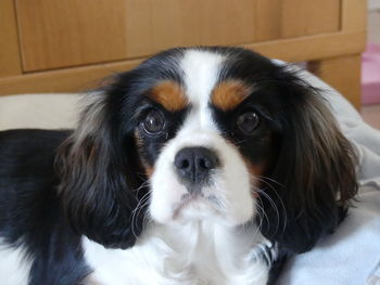 Close-up portrait of dog at home