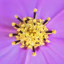 Close-up of pink flower