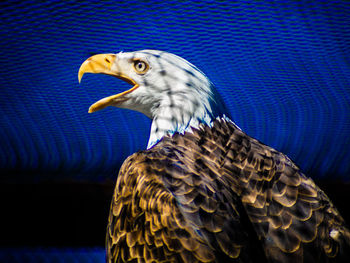 Close-up of a bird